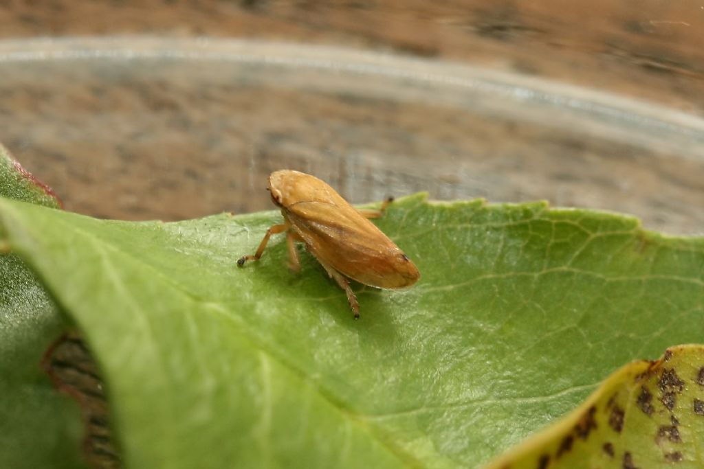 Philaenus spumarius: Aphrophoridae su frumento
